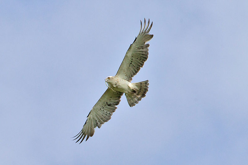 An eagle in flight