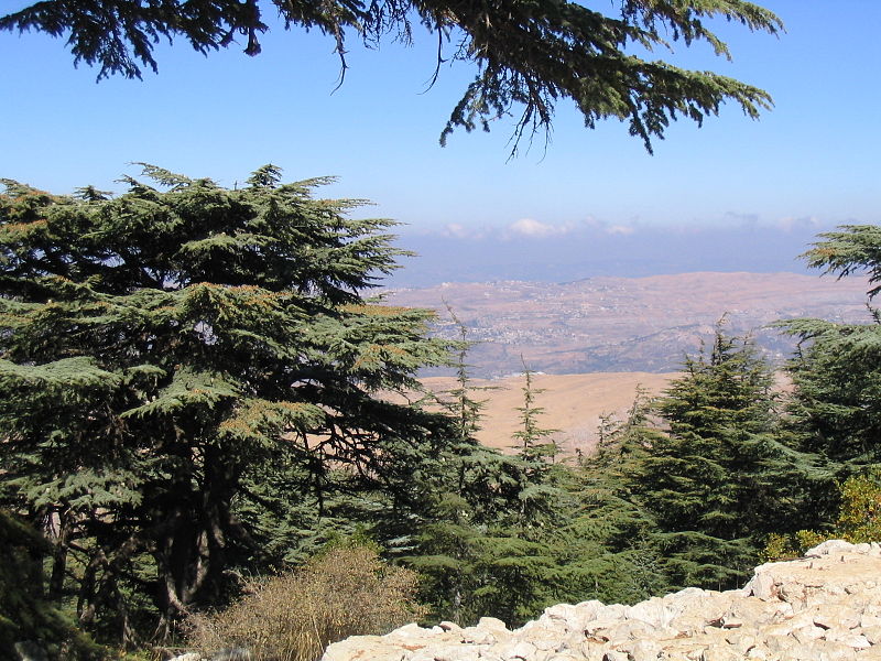 Cedars of Lebanon in the Barouk Forest (Yhabbouche)