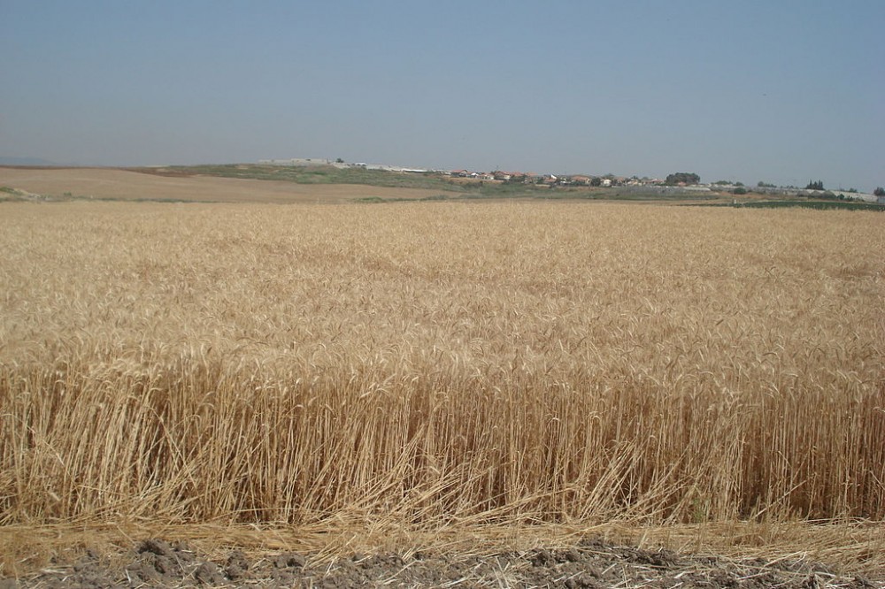 A field of wheat in Israel