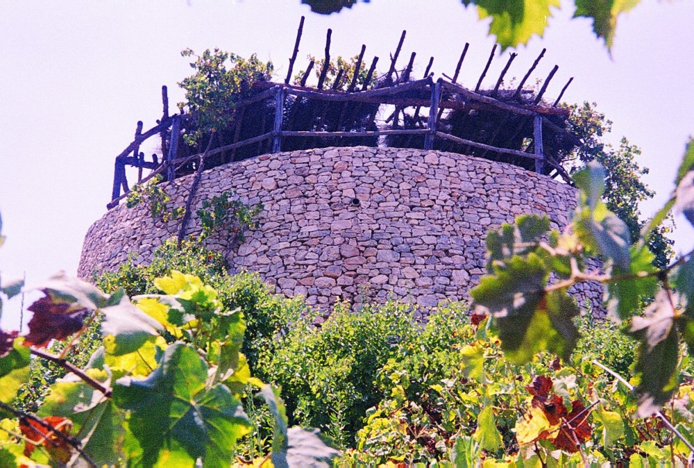 A watchtower in a vineyard